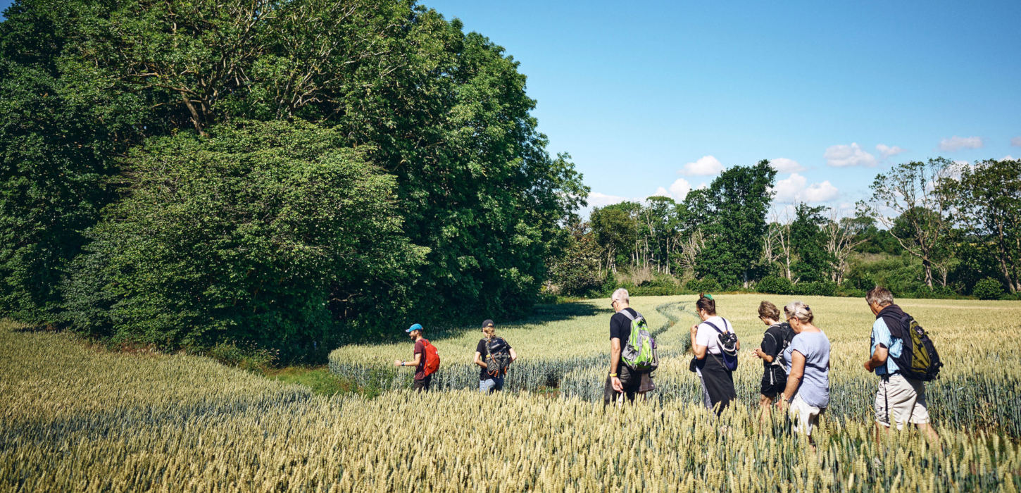 Vandrere på Øhavsstien - kornmark og skov