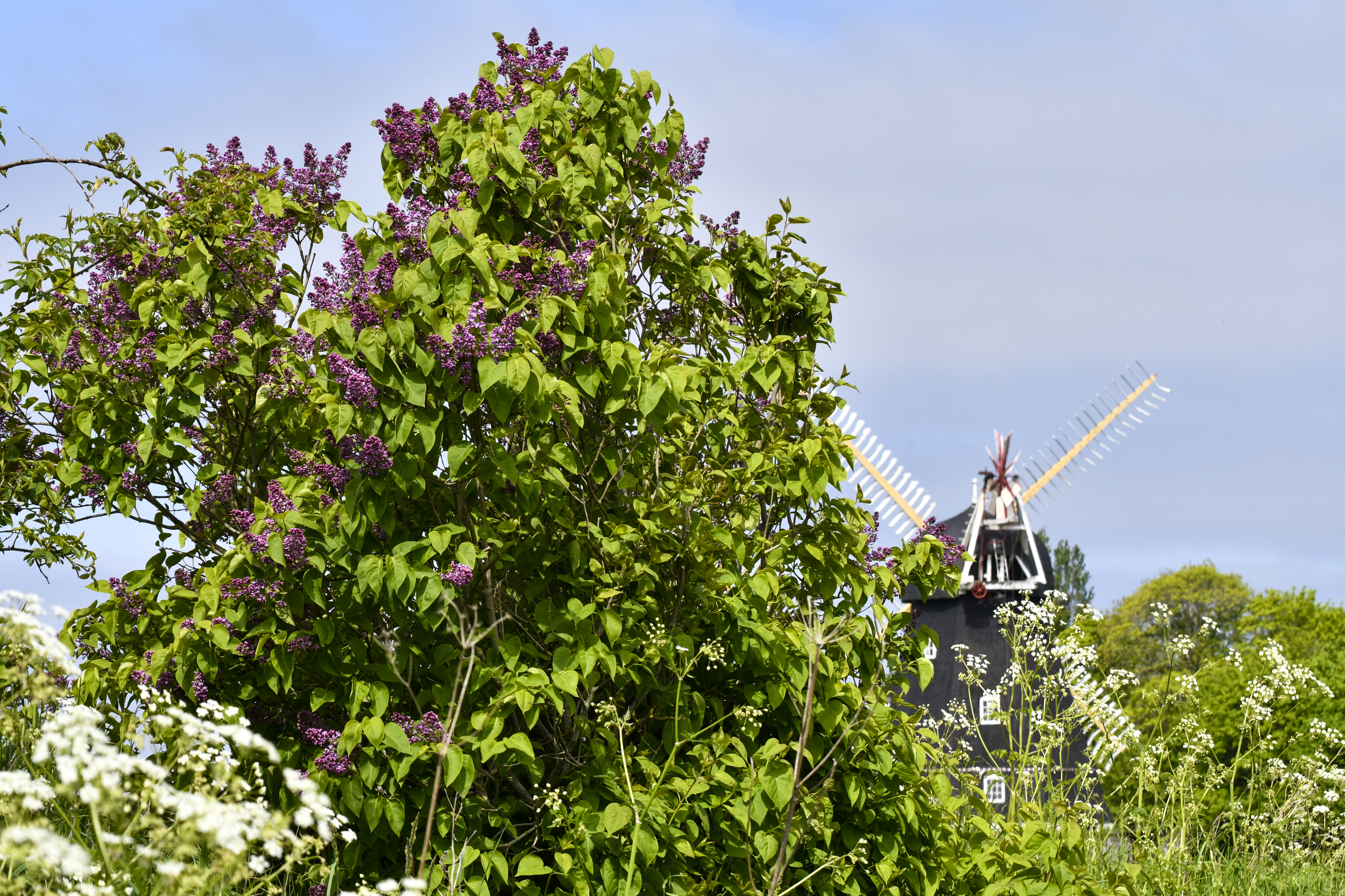 Syrener ved Grubbe Mølle