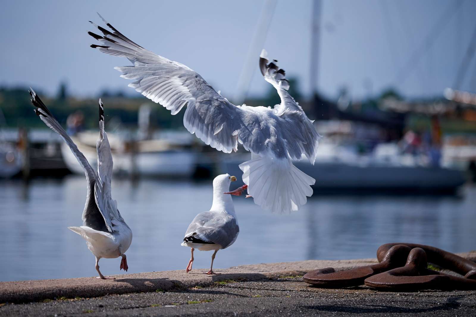 Måger ved Faaborg Havn