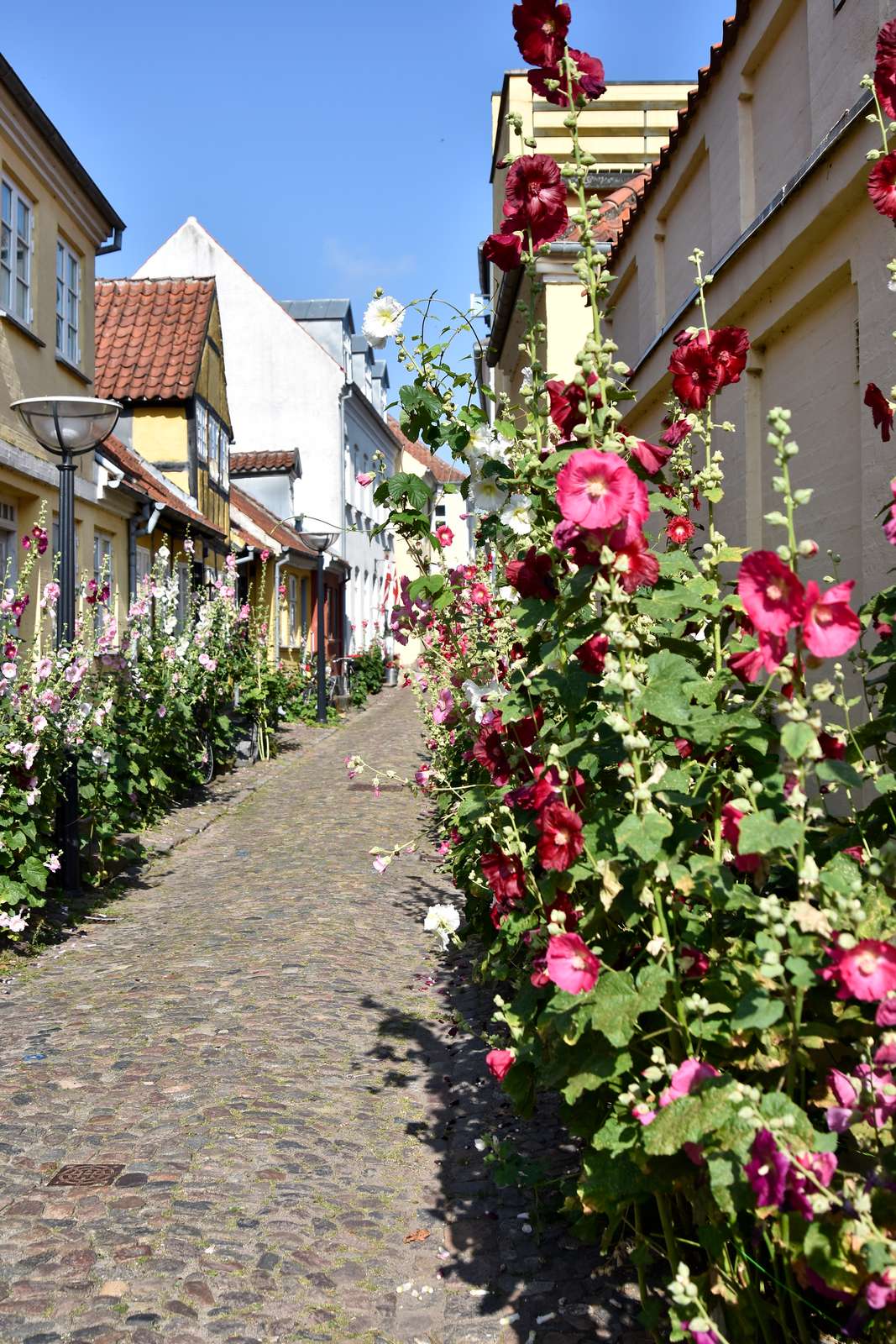 Stokroser langs Faaborgs gader