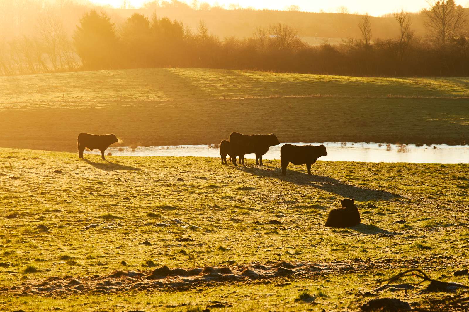 Kreaturer i Svanninge Bakker