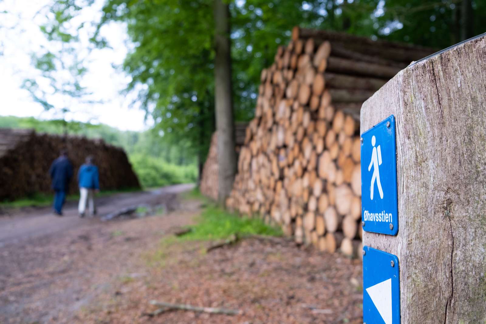 To vandrer på Øhavsstien, Stengade Skov